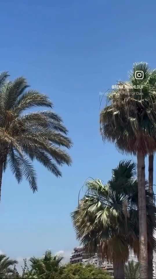 Instagram Campaign For Mielux